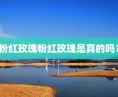 粉红玫瑰粉红玫瑰是真的吗？