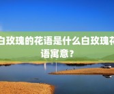 白玫瑰的花语是什么白玫瑰花语寓意？