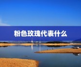 粉色玫瑰代表什么