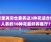 家里再穷也要养这3种花适合懒人养的10种花最好养客厅？