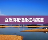 白玫瑰花语象征与寓意