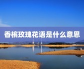香槟玫瑰花语是什么意思