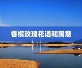 香槟玫瑰花语和寓意