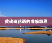 黄玫瑰花语的准确意思