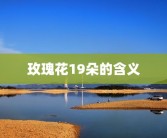 玫瑰花19朵的含义