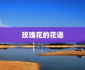 玫瑰花的花语