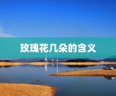 玫瑰花几朵的含义