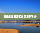粉玫瑰花的寓意和花语