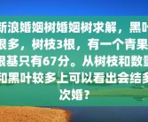 新浪婚姻树婚姻树求解，黑叶很多，树枝3根，有一个青果，根基只有67分。从树枝和数量和黑叶较多上可以看出会结多次婚？