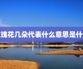 玫瑰花几朵代表什么意思是什么